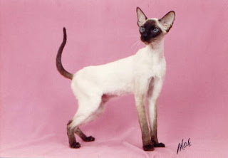 Siamese Cat