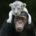 Una chimpancé adopta a dos tigres blancos