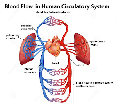 blood circulatory system