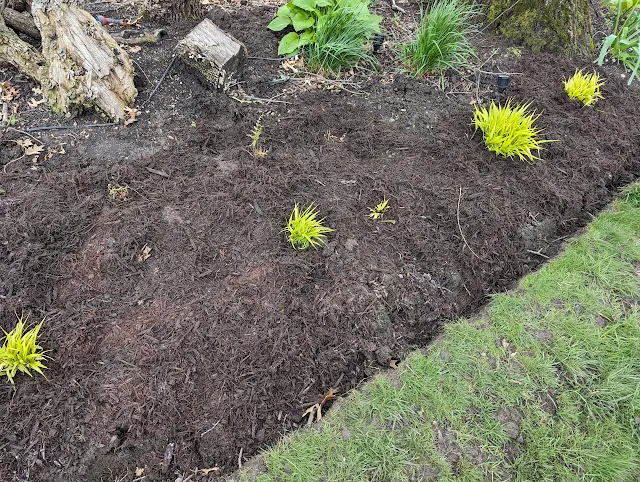 All Gold Japanese Forest Grasses - Transplanted in Shade Garden