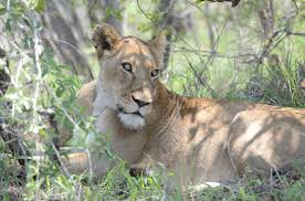 Sanjoy Gandhi National Park