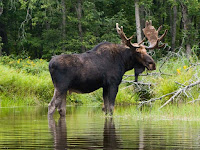 Moose Pictures Alces americanus