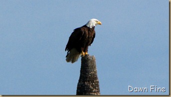 OrlandoWetlands_073