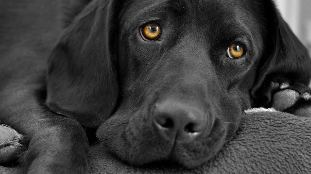 Black Labrador Dog HD Wallpaper