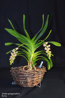 Aerides quinquevulnera care and culture