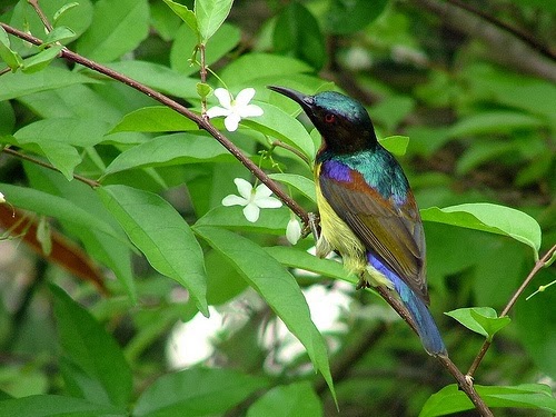 Budidaya Burung: Burung Madu Kelapa