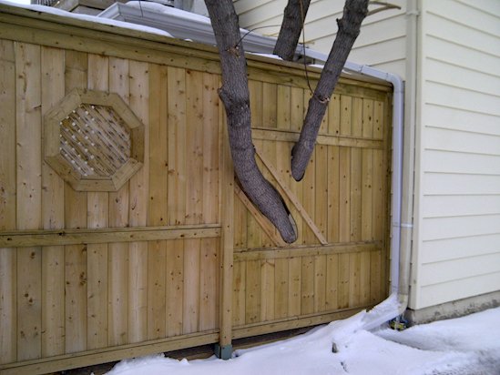 13 Times Humans Respected Mother Nature - The Tree and the Fence-