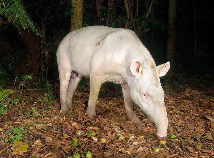 Tapir | A-Z List of 125 Rare Albino Animals [Pics]