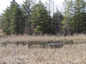 springtime pond with brown vegetation
