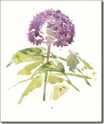 allium bg