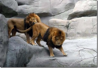 felinos divertidoss (3)