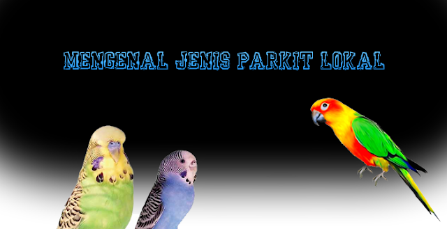 Mari Mengenal Jenis Parkit Lokal