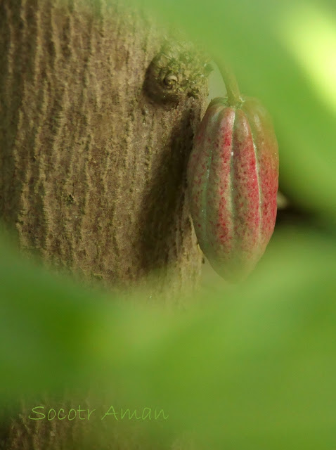 Theobroma cacao