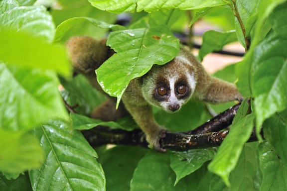 15 cutest endangered animals in the world, slow loris