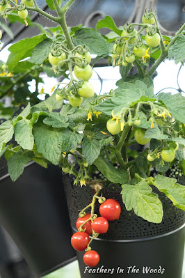 cherry tomato plant growing in a pot with ripe fruit