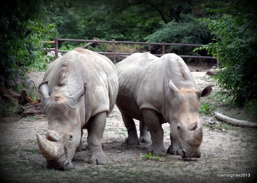White Rhinos