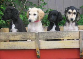 Afghan Hound Puppy Picture