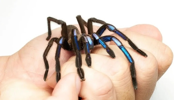 Penemuan Tarantula Biru Elektrik yang Mempesona di Hutan Bakau Thailand