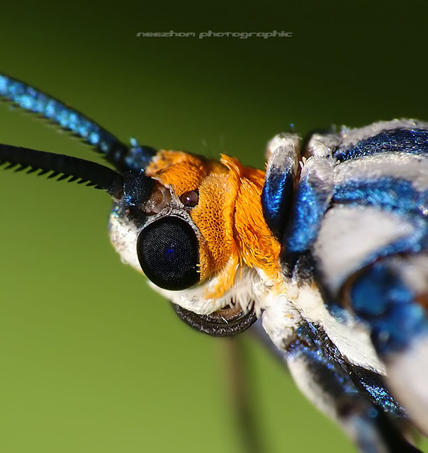 White blue wings Moth macro