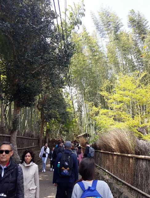 Bamboo Forest, Kyoto, Japan