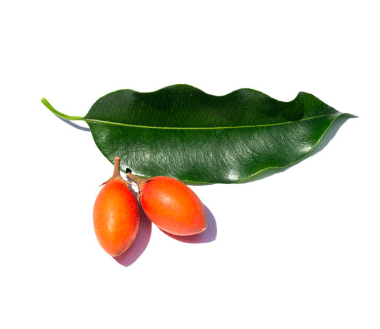 Mimusops Elengi fruit -Malta ( Bakul ) in english