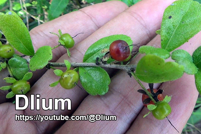 Dlium Fukien tea tree (Ehretia microphylla)