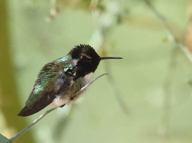 Costa's Hummingbird