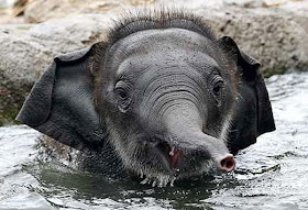 Baby Asian Elephant Picture