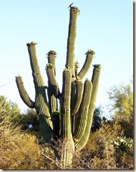 gorgeous saguaro 5-30-2009 4-03-19 PM 1620x2043