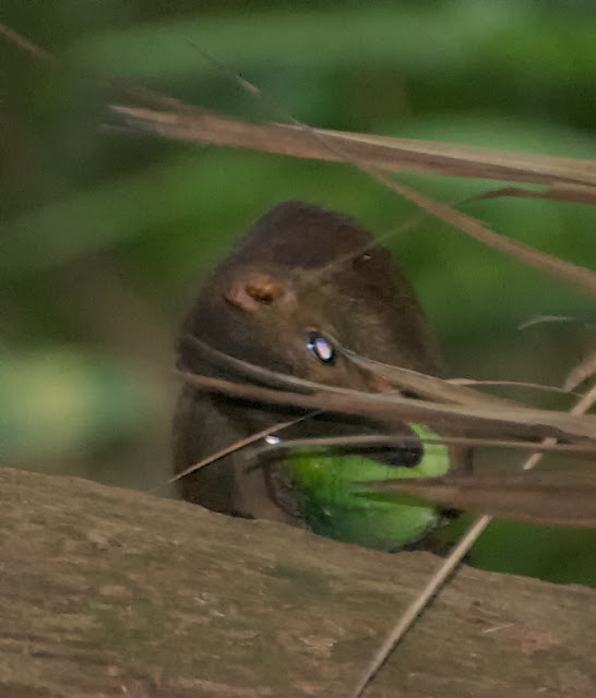 Common Treeshrew (Tupaia glis)