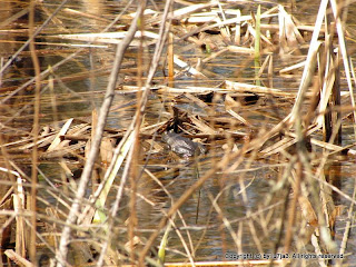 Bull Frog