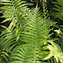 Pteridophyta-Fern-Dryopteris | uksir-notes | Diversity-Living-World7