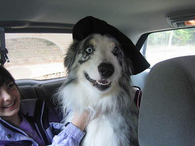 blue merle Australian Shepherd wearing hat southwest Michigan