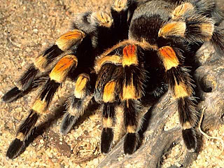 mexican red knee tarantula brachypelma smithi spider poisonous pets wallpaper