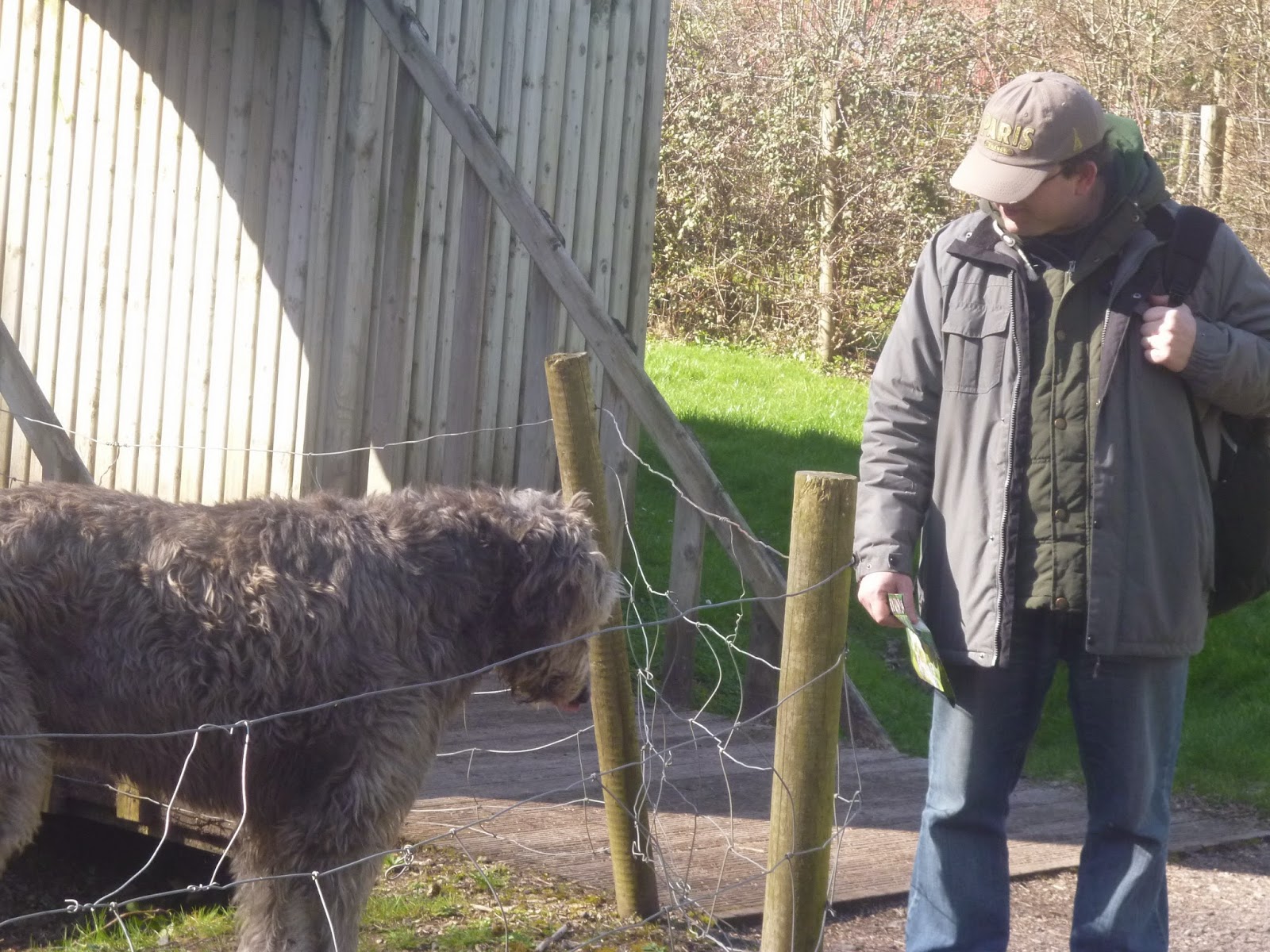 O Maior Cão do Mundo é Irlandês