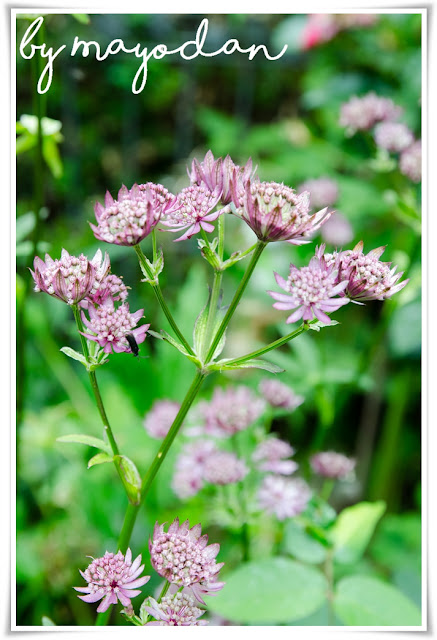 Astrantie