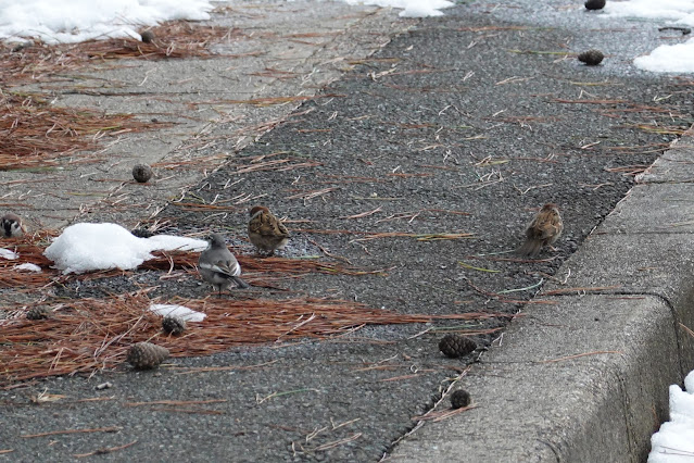 鳥取県米子市皆生新田