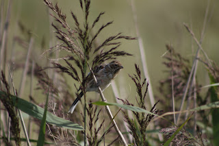 Reed Bunting