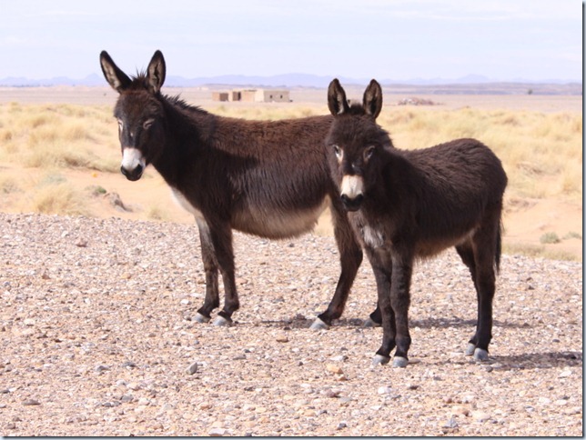 Donkeys
