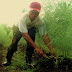 Former rebels in South Cotabato harvest export quality crops