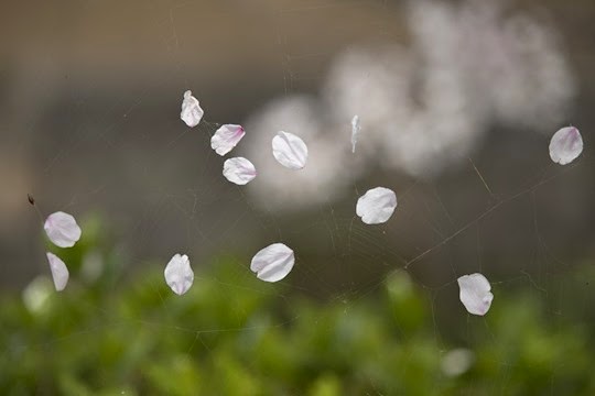 20140403-IMG_0148