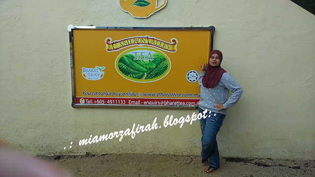 Brichang, Cameron Highlands, short vacay, hotel bajet Cameron, hotel murah, ladang teh bharat, tanah rata, cameron valley tea,