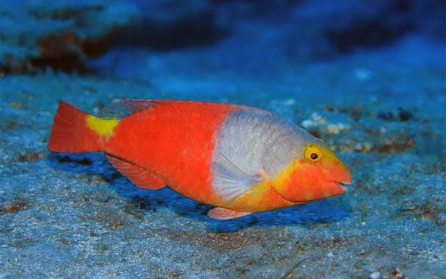 poisson perroquet méditerranéen : poisson de mer méditerranée