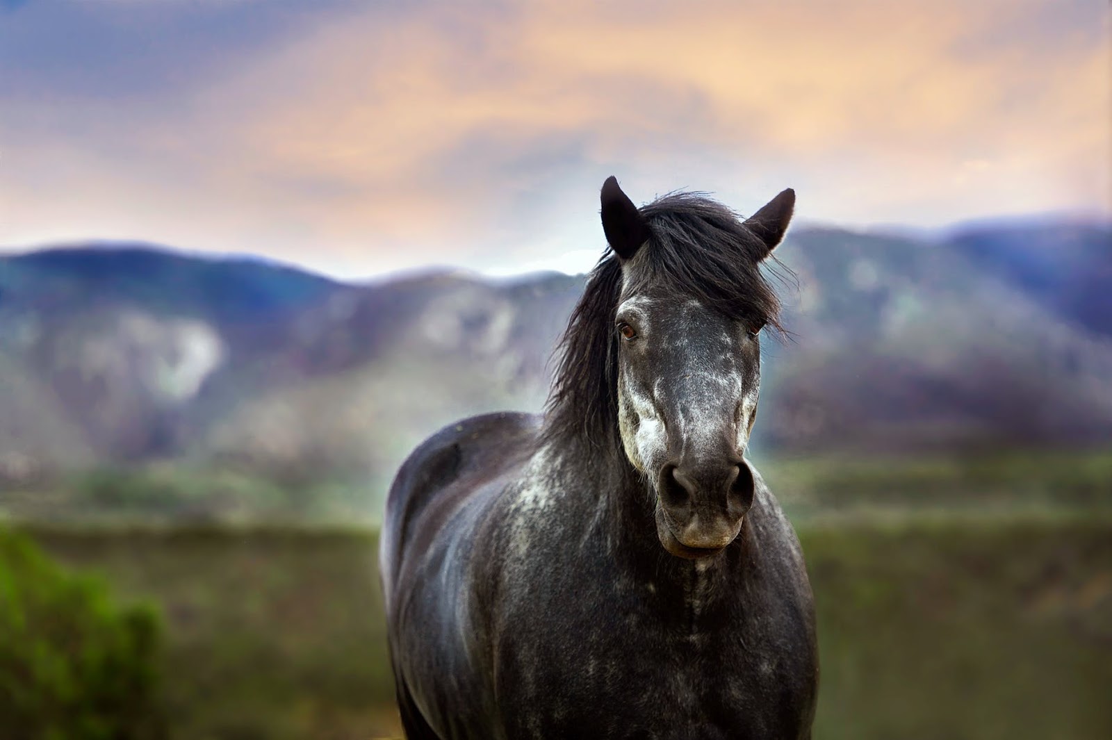 How to protect your horse from summer heat