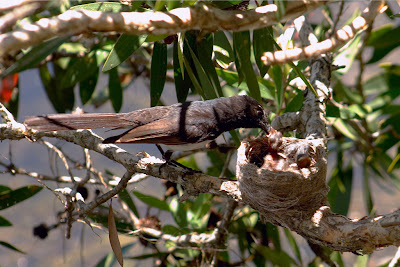 Willie Wagtail (Rhipidura leucophrys) - New South Wales, Australia