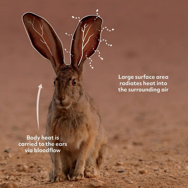 Кролик-антилопа