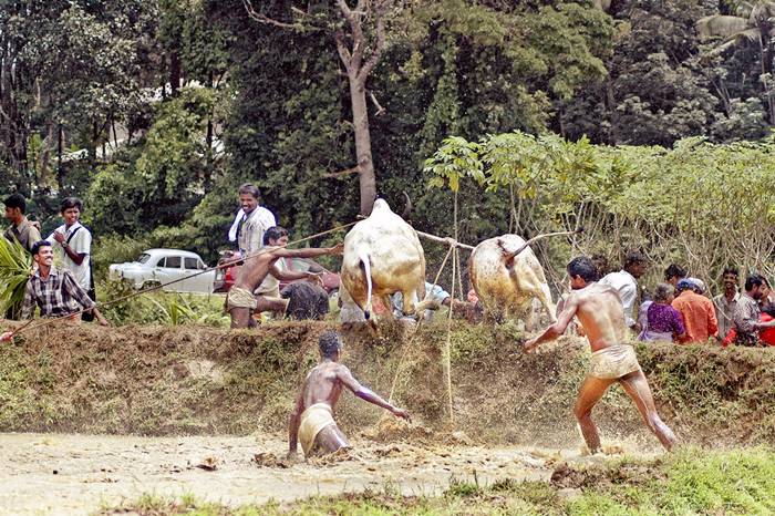 The most famous traditional game involving bulls is Spanish bullfighting, but the people of Kerala, India, have come up with a way celebration that doesn’t involve torturing and killing poor animals. It’s called Maramadi, and it’s held every year, in the post-harvest season.