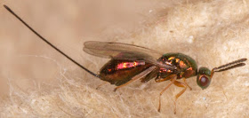 Chalcid wasp.  Hayes light trap, 21 July 2015.