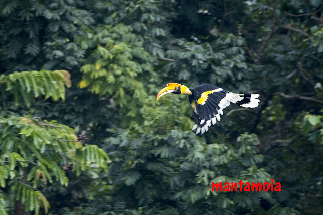 Great hornbill