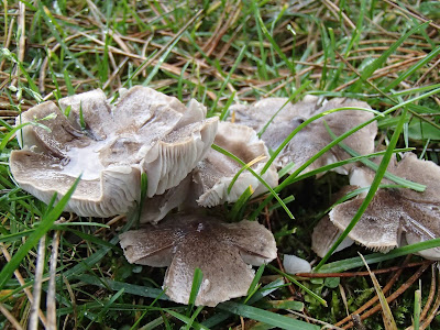 Gąska ziemistoblaszkowa [gąska ziemista] Tricholoma terreum